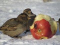 sparrows peck at a red apple core in the snow Royalty Free Stock Photo
