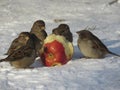 sparrows peck at a red apple core in the snow Royalty Free Stock Photo