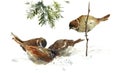 Sparrows pecking the Crumbs Watercolor Bird Illustration Hand Drawn Royalty Free Stock Photo