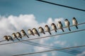 Sparrows perch in a row along electrical wires against sky Royalty Free Stock Photo