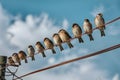 Sparrows perch in a row along electrical wires against sky Royalty Free Stock Photo