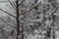 Sparrows resting on snow covered branches after Kashmir received fresh snowfall.