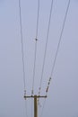 Sparrows resting on a telephone pole Royalty Free Stock Photo