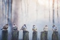 Sparrows in a row on wooden fence