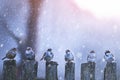 Sparrows in a row on wooden fence