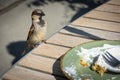 Sparrows scavenge outdoor cafe tables Royalty Free Stock Photo