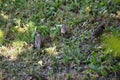 Sparrows search the grass for food Royalty Free Stock Photo