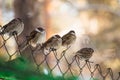 Sparrows Royalty Free Stock Photo