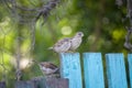 Sparrows sit on a green wooden fence, natural background Royalty Free Stock Photo