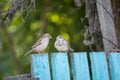 Sparrows sit on a green wooden fence, natural background Royalty Free Stock Photo