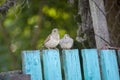 Sparrows sit on a green wooden fence, natural background Royalty Free Stock Photo