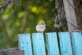 Sparrows sit on a green wooden fence, natural background Royalty Free Stock Photo