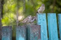 Sparrows sit on a green wooden fence, natural background Royalty Free Stock Photo