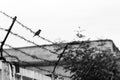 A sparrows sits on a barbed wire against the cloudy sky Royalty Free Stock Photo