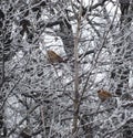 Sparrows sitting on frozen branch