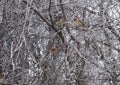 Sparrows sitting at the frozen branch