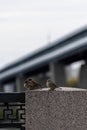 Sparrows sitting on a granite pillar of the embankment