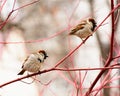 Sparrows sitting on a tree Royalty Free Stock Photo