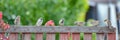 Sparrows are sitting on a wooden fence, close-up