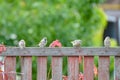 Sparrows are sitting on a wooden fence, close-up