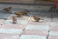 Sparrows pecking on the ground
