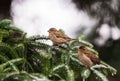 Sparrows on a snow tree branch