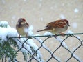 Sparrows on a snowy fence