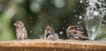 Sparrows splashing in a fountain. Bathing soaking wet brown birds