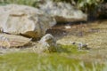 Sparrows splashing in a fountain. Cheeky brown birds washing themselves in a summer fountain. Water droplets frozen