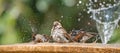 Birds splashing in a fountain. Soaking wet bird splashing in a summer fountain