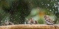 Sparrows splashing in a fountain. Cheeky brown soaking wet birds splashing in a summer fountain.