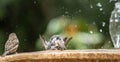 Sparrows splashing in a fountain. Cheeky brown soaking wet birds splashing in a summer fountain.