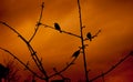 Sparrows on sunset