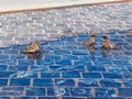 Sparrows swim in a large transparent puddle