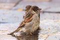 Sparrows swim in a puddle in the midday heat. Birds in city.