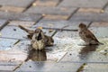 Sparrows swim in a puddle in the midday heat. Birds in city.