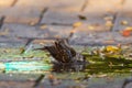 Sparrows swim in a puddle in the midday heat. Birds in city.