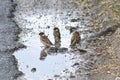 Sparrows swim in a puddle. Protection against parasites. Selective focus