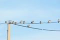 Sparrows on telephone wires Royalty Free Stock Photo