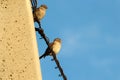 Sparrows on telephone wires Royalty Free Stock Photo