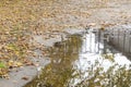 Sparrows and titmice drink water from large puddle. Urban birds in autumn Park covered with dry yellow leaves