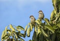 Sparrows on the tree in the late afternoon