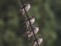 Sparrows waiting in the rain