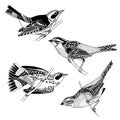 Sparrows and warblers Royalty Free Stock Photo