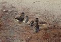 Sparrows in the water in Retiro Park. Madrid. Royalty Free Stock Photo