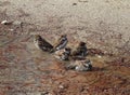 Sparrows in the water in Retiro Park. Madrid. Royalty Free Stock Photo