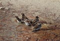 Sparrows in the water in Retiro Park. Madrid. Royalty Free Stock Photo
