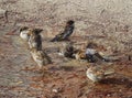 Sparrows in the water in Retiro Park. Madrid. Royalty Free Stock Photo