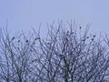 Sparrows on white snowy branch. Winter road snow. Flying bird sparrow free. Snowy winter outdoors. Free brown sparrow