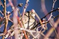 Sparrows on a wild rose bush in winter Royalty Free Stock Photo
